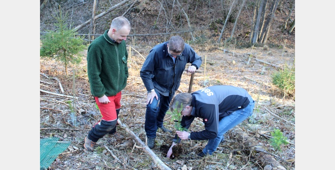 selve_wiederaufforstung_mammutbaum-setzling_670x340